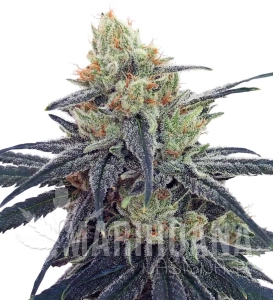 CBD #1 - ACE SEEDS