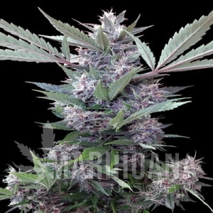 Bubba Kush x PCK - ACE SEEDS