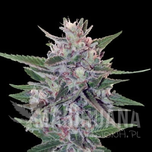 Hashplant S1 - ACE SEEDS