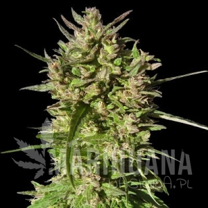Honduras Breeze - ACE SEEDS