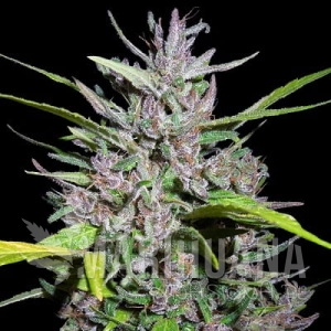 Honduras x Panama - ACE SEEDS