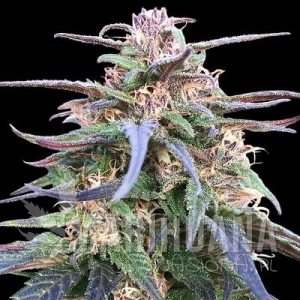 Zamal Bliss - ACE SEEDS