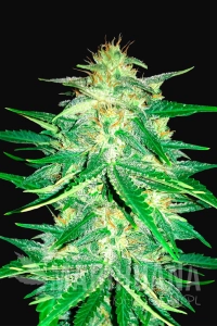 Lemon AK Auto - FASTBUDS