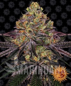 Watermelon Zkittlez - BARNEY'S FARM