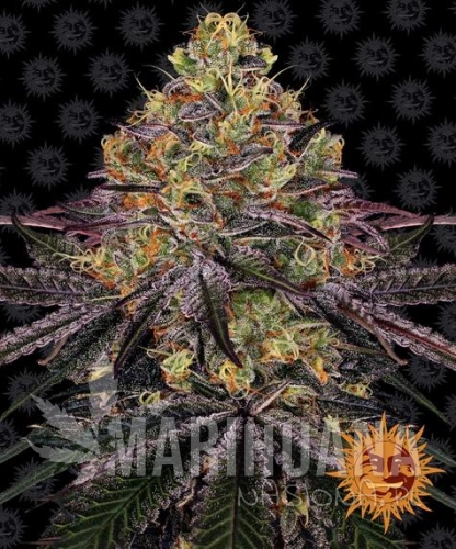 watermelon-zkittlez_circle_new_21_202888.jpg