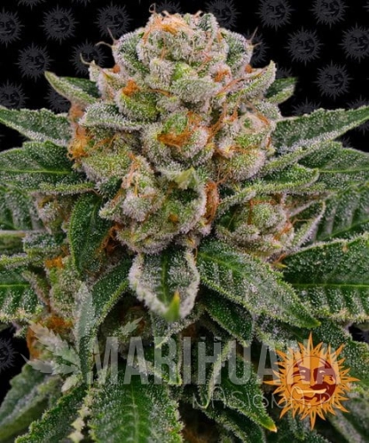 skywalker-og-auto_circle_new_21_360424.jpg