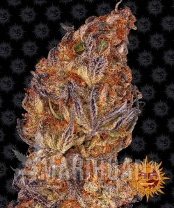 Runtz Auto - BARNEY'S FARM