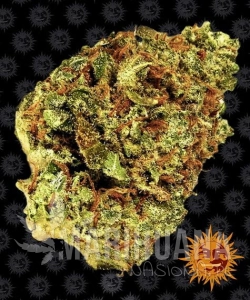 Watermelon Zkittlez Auto - BARNEY’S FARM