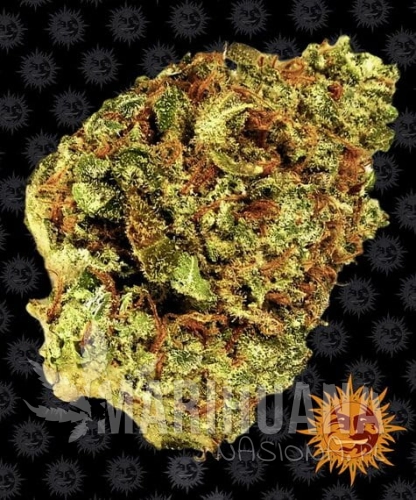 watermelon-zkittlez-auto_circle_new_21_298173.jpg