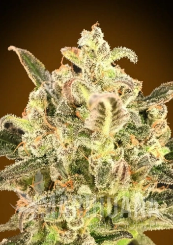 auto_biodiesel_mass_xxl.jpg