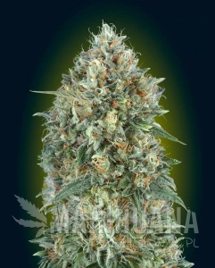 Auto GELATO #33 - ADVANCED SEEDS