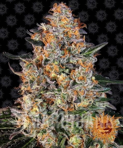 bubba-kush_circle_new_21_666967.jpg