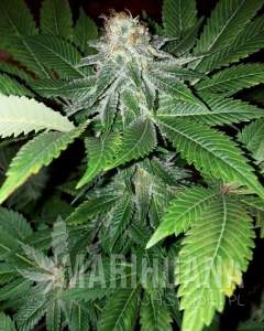 Uruwhite - KETAMA SEEDS
