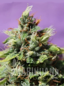 Auto Future # 1 - ANESIA SEEDS