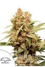 cbg-force-dutch-passion-1.jpg