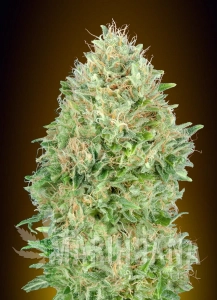 Pineapple Glue - ADVANCED SEEDS