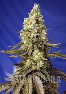 Runtz XL Auto - SWEET SEEDS