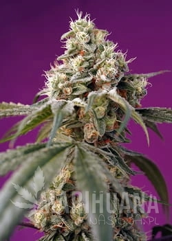 BRUCE_BANNER_AUTO_R_SWS91_p (1).jpg