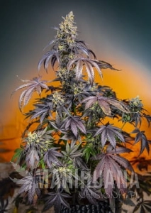 Red Gorilla Girl XL Auto - SWEET SEEDS