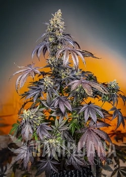 RED_GORILLA_GIRL_XL_AUTO_R_SWS89_p (1).jpg