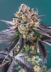 Red Strawberry Banana Auto - SWEET SEEDS