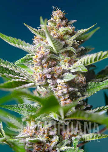 PURPLE_PUNCH_OG_R_SWS93 (1).jpg