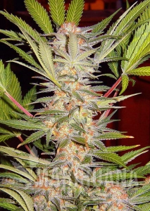 S.A.D. Sweet Afgani Delicious S1 - SWEET SEEDS