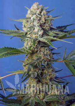 CRYSTAL_CANDY_F1FV(R)_SWS73_p.jpg