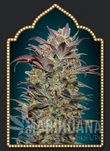 Auto Chocolate Cream - 00 SEEDS BANK