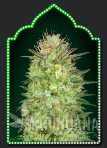 Auto Sweet Critical - 00 SEEDS BANK