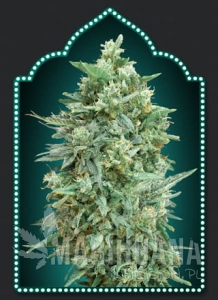 Auto Northern Lights XXL - 00 SEEDS BANK