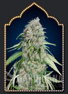 Chocolate Skunk CBD - 00 SEEDS BANK