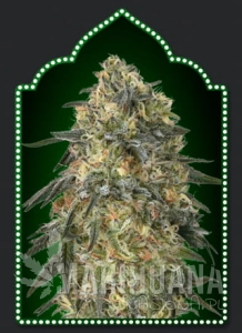 Gorilla - 00 SEEDS BANK