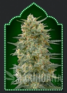 Gorilla Fast - 00 SEEDS BANK