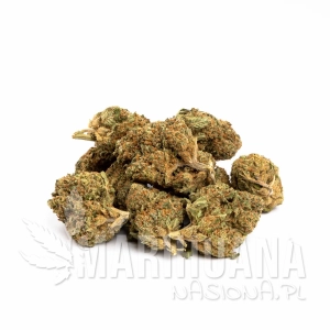Nasiona CATHARINE CBD 14% THC 0.5%