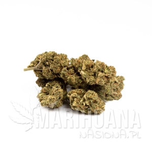Nasiona KATE CBD 20% THC 0.7%