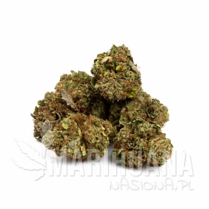 Nasiona MAXIMA CBD 6% THC 0.2%