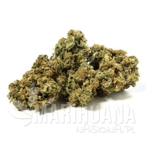 Nasiona RANIA CBD 6% THC 0.2%