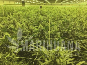 Nasiona ZARA CBG 7% THC 0.05%