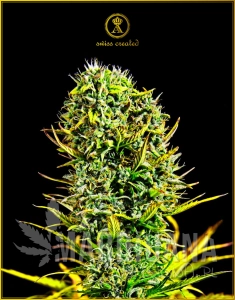 Amnesia Haze - ANACONDA SEEDS