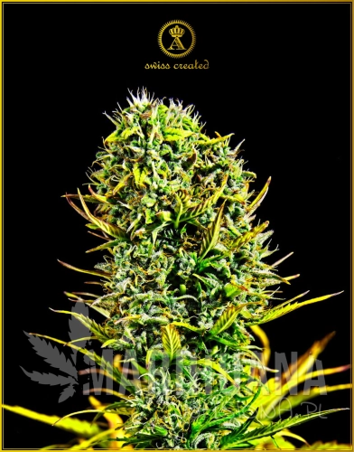 Anaconda_AMNESIA_HAZE_FEM.jpg
