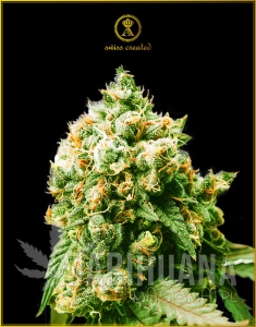 Anaconda - ANACONDA SEEDS