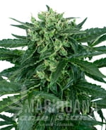 sensi-amnesia-auto-sensi-seeds-1.jpg