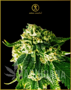 Russian Gold - ANACONDA SEEDS