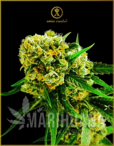 Amnesia Haze Auto - ANACONDA SEEDS