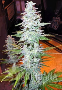 Black Widow