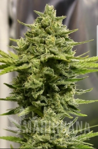 Somango Haze