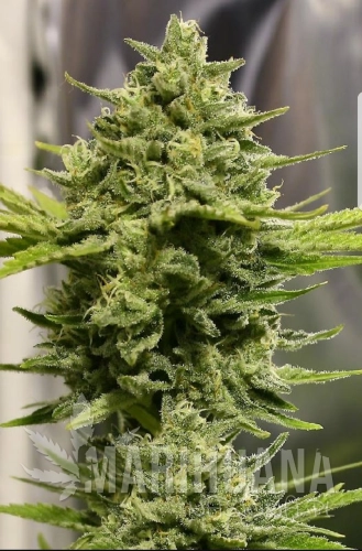 SOMANGO-X-HAZE (1).png