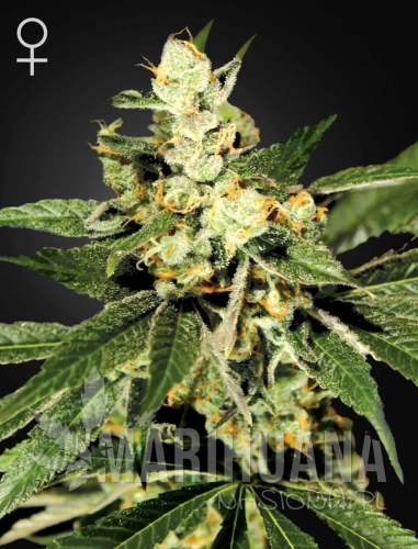 TrainWreck (1).jpg