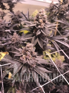 Tropicana Cookies